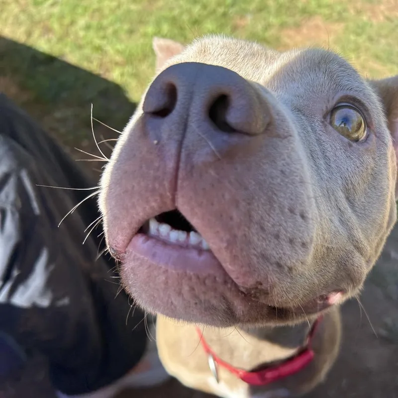 Draco
