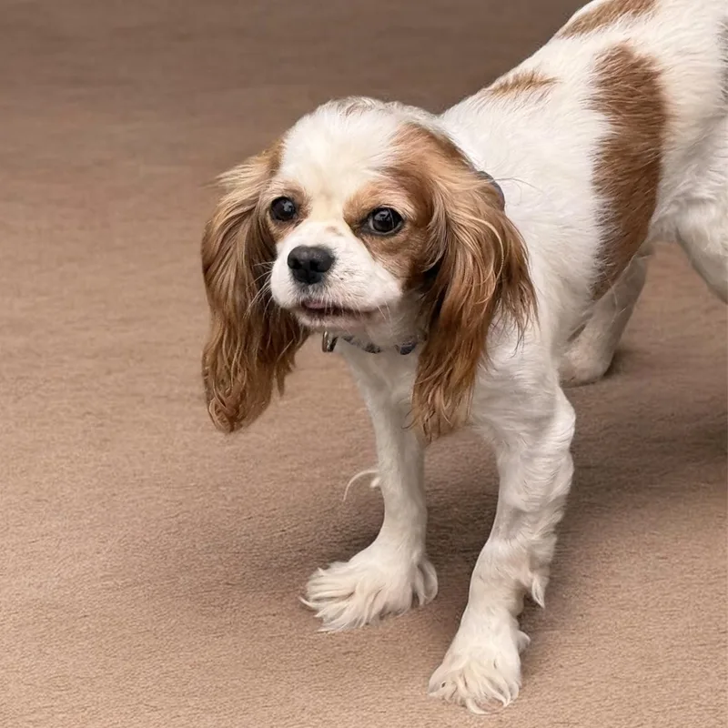 An adult small-sized female Cavalier King Charles Spaniel dog named Strawberry Shortcake for adoption in South Saint Paul, MN