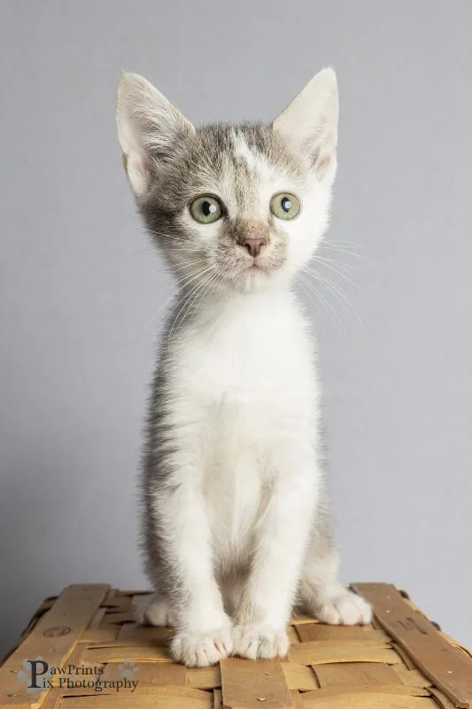 A young medium-sized male Gray / Blue / Silver Domestic Short Hair cat named Waffles for adoption in Maryville, TN