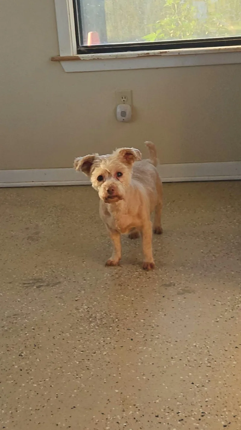 A senior small-sized female Apricot / Beige Mixed Breed dog named Lucy for adoption in Mineola, TX