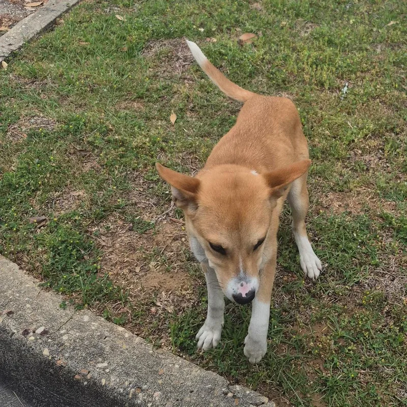 A young medium-sized female Yellow / Tan / Blond / Fawn Retriever dog named Millie for adoption in Montgomery, AL