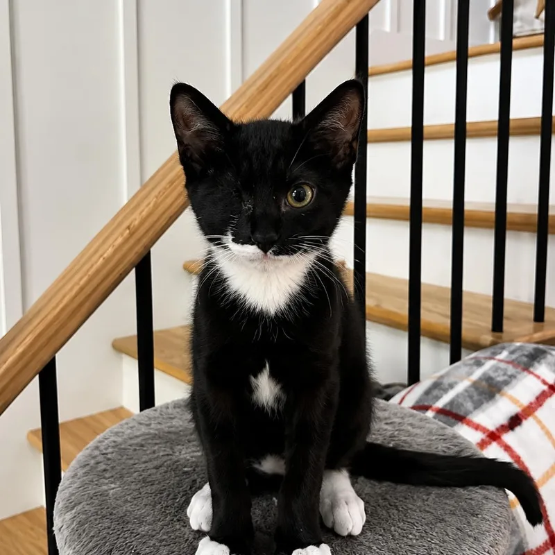 A baby medium-sized male Black & White / Tuxedo Domestic Short Hair cat named Mouse for adoption in Moriches, NY
