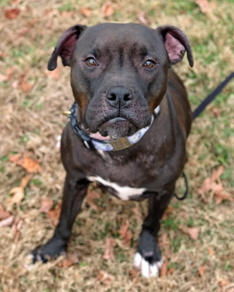An adult large-sized female American Staffordshire Terrier dog named Magnolia for adoption in Arlington, VA