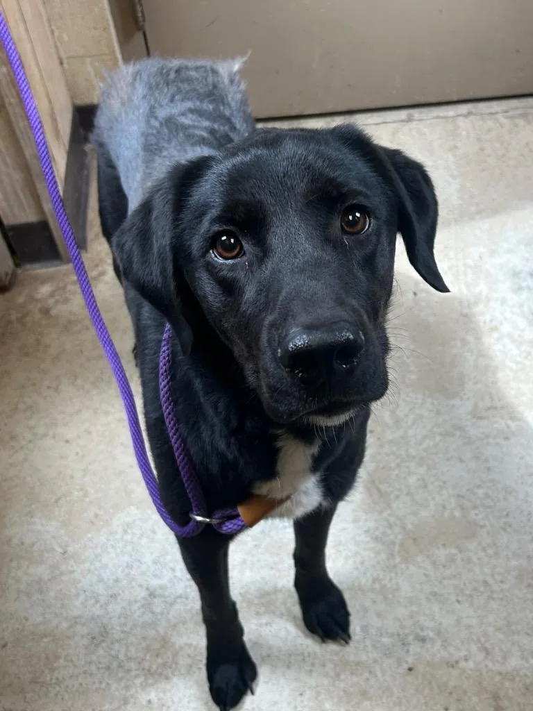 An adult medium-sized female Labrador Retriever dog named Honey for adoption in Benton, AR