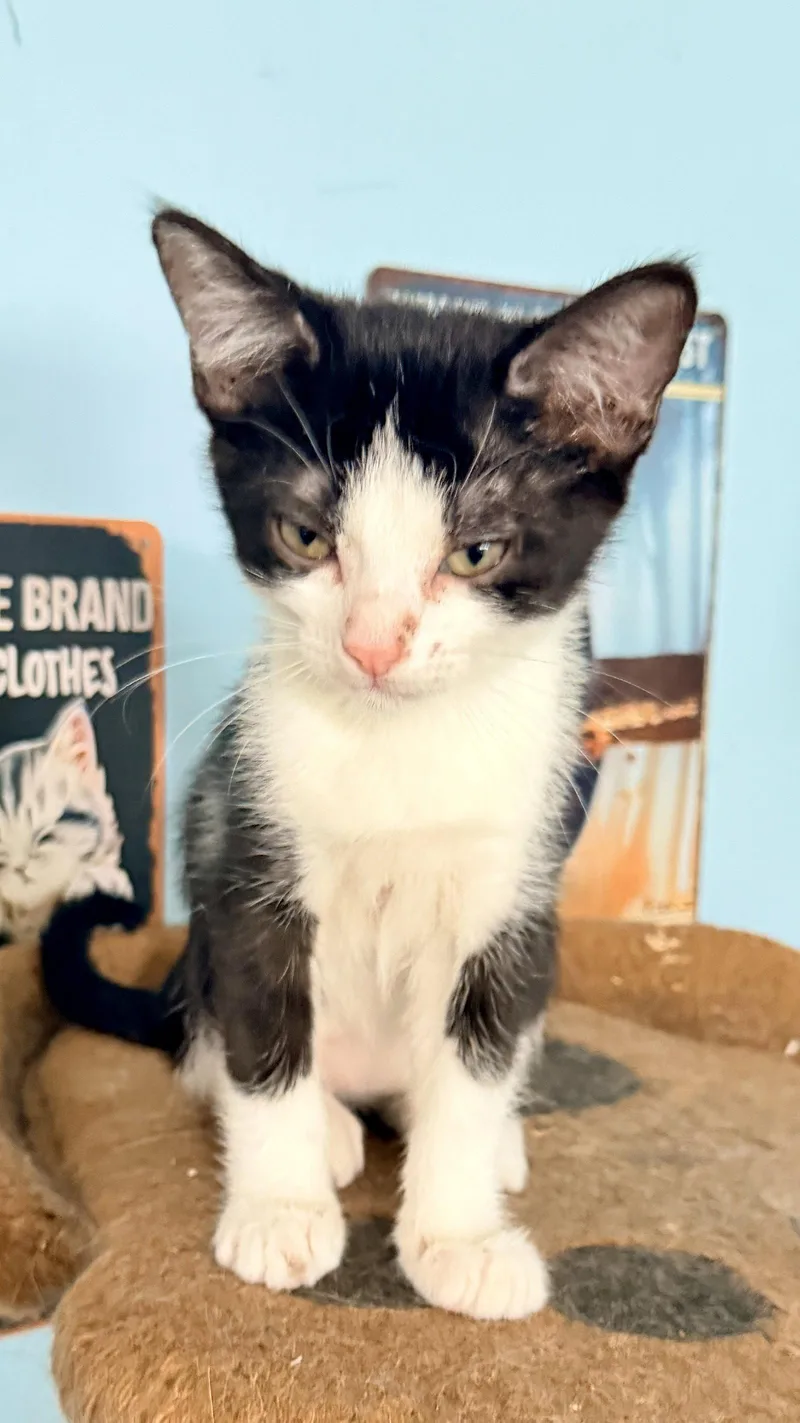 A young medium-sized female Black & White / Tuxedo Tuxedo cat named Purrphume for adoption in Cypress, TX