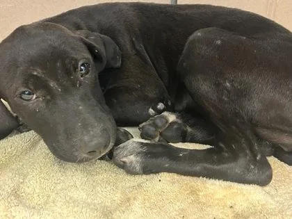 A baby small-sized female Mixed Breed dog named Neera for adoption in Chamblee, GA