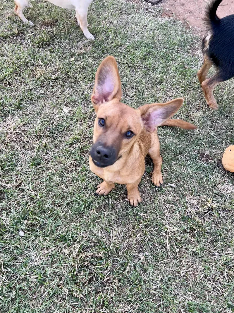 A young small-sized male Red / Chestnut / Orange Chihuahua dog named Merlin for adoption in Chickasha, OK