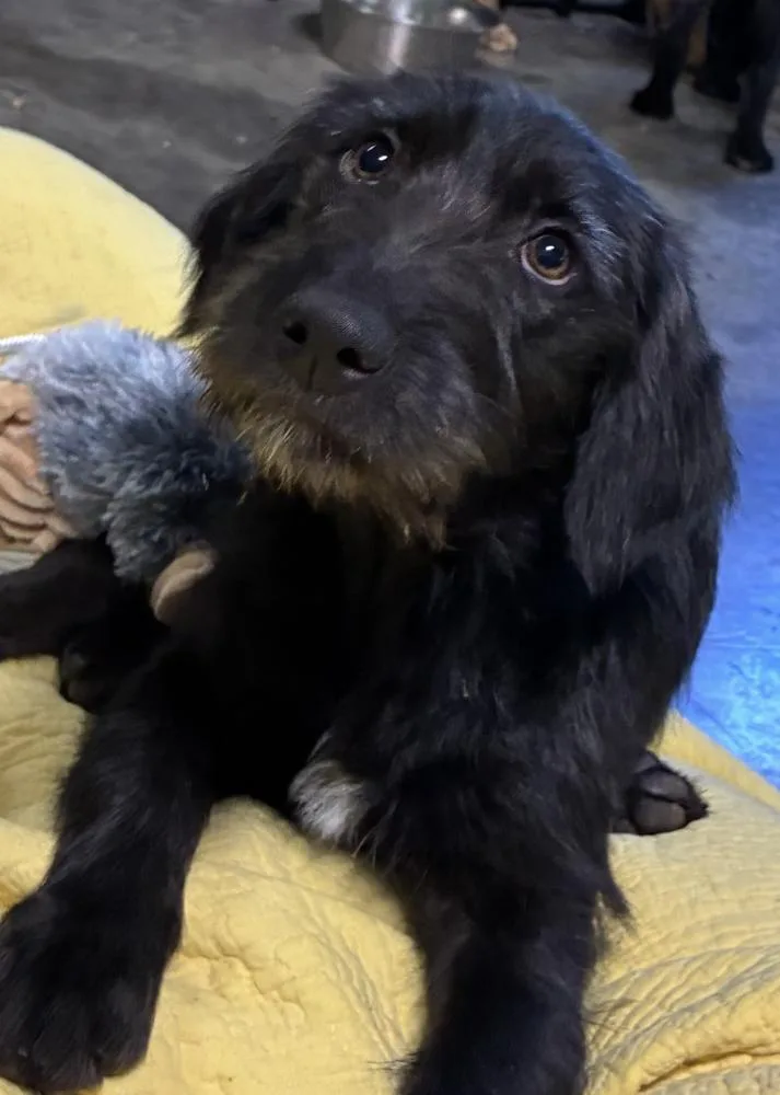 A baby large-sized female Black Labrador Retriever dog named Corbetterant  Sky for adoption in Broomfield, CO