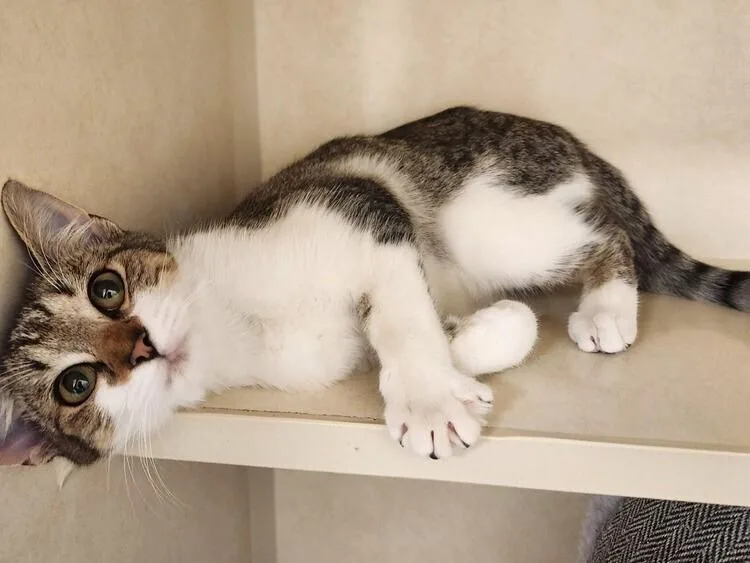A baby small-sized female Domestic Short Hair cat named Rosemary for adoption in Elmsford, NY