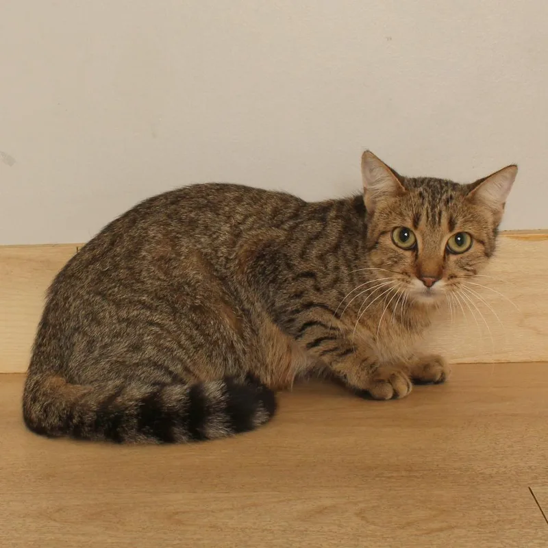 A young medium-sized female Brown / Chocolate Domestic Short Hair cat named Mommy C for adoption in Minnetonka, MN