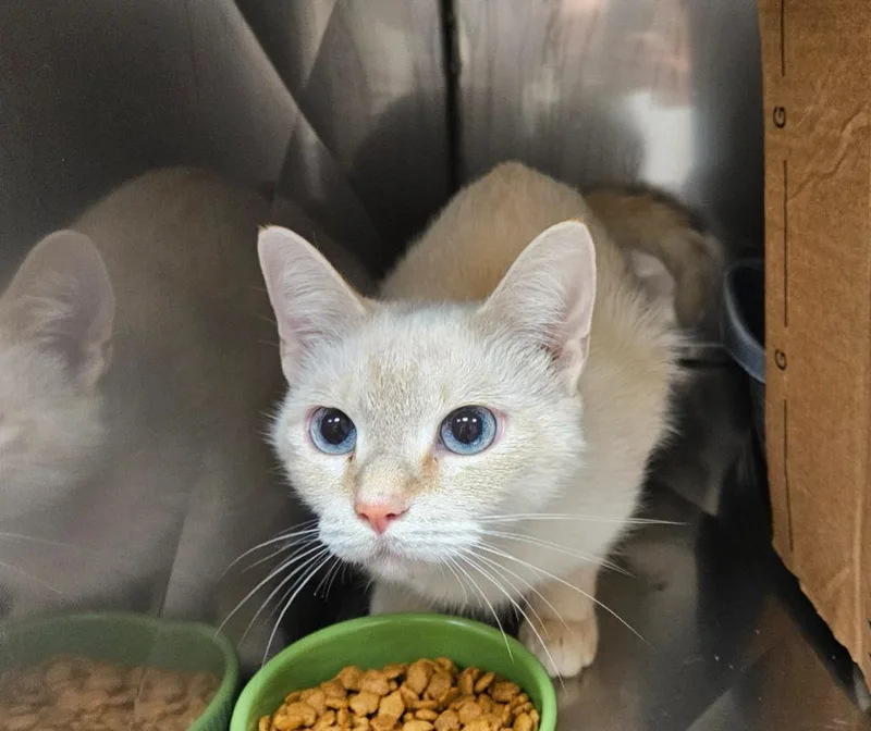 An adult medium-sized female Domestic Short Hair cat named Snow White for adoption in Mocksville, NC
