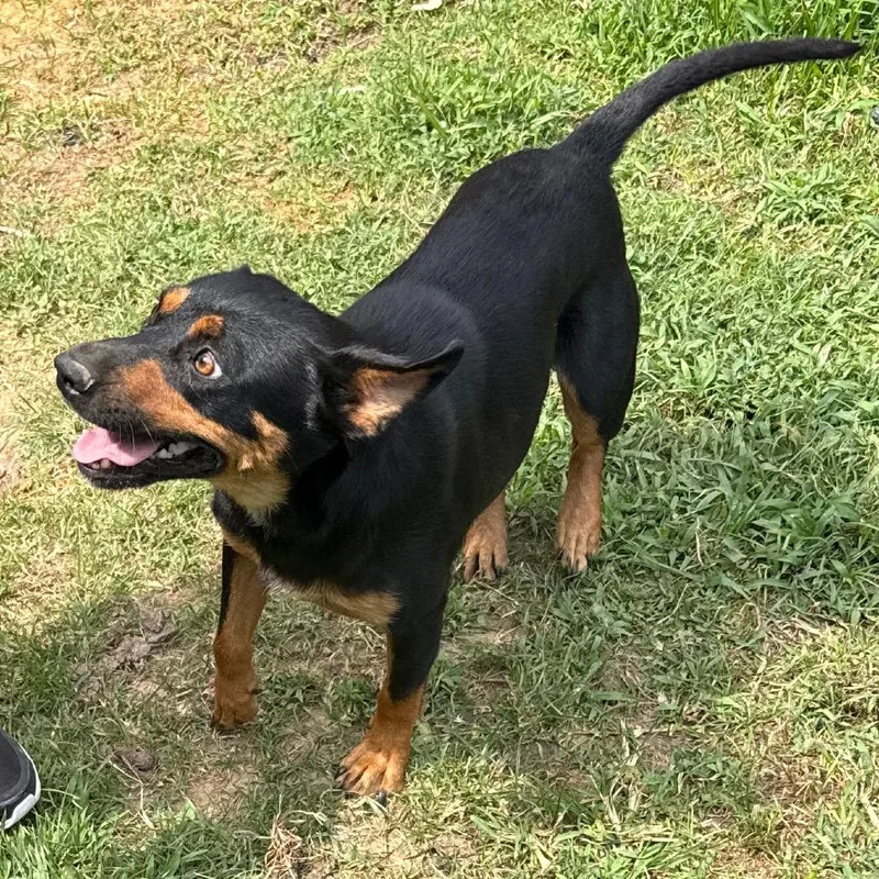 A young medium-sized female Shepherd dog named Ciercie for adoption in Jacksonville, AR