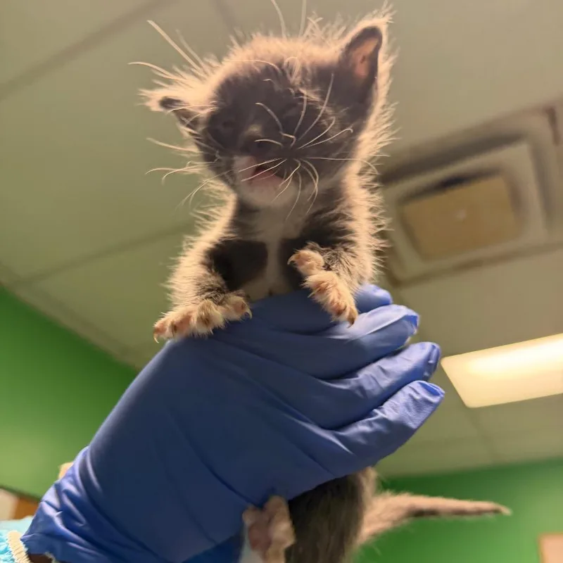 A baby small-sized male Gray / Blue / Silver Domestic Short Hair cat named Max for adoption in Philadelphia, PA