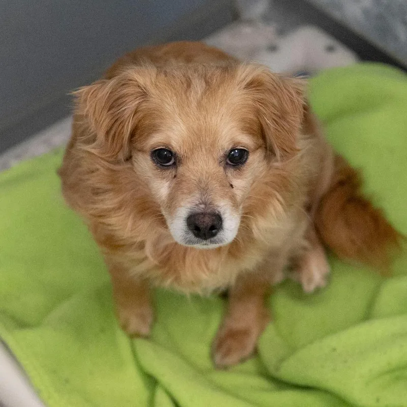 A senior small-sized male Yellow / Tan / Blond / Fawn Dachshund dog named Bean for adoption in Peyton, CO