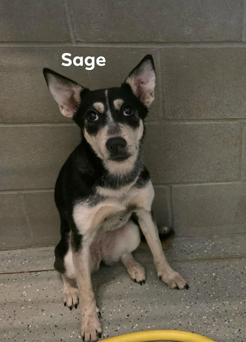 Sage