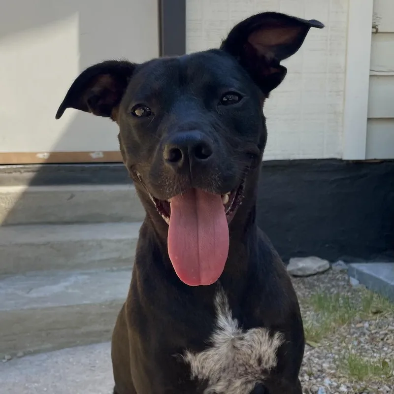 An adult medium-sized female Black Pit Bull Terrier dog named Honey for adoption in Columbus, GA