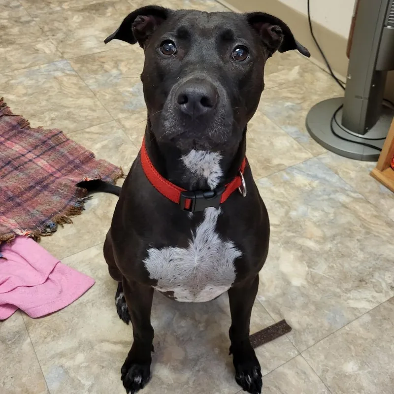 An adult medium-sized female Black Mixed Breed dog named Dixie for adoption in Lake Panasoffkee, FL