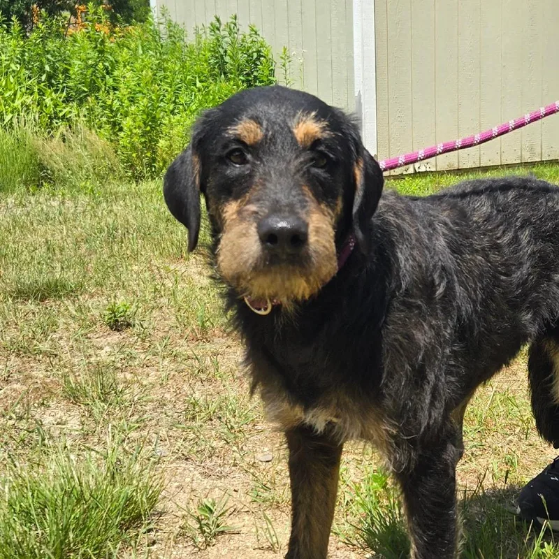 A young medium-sized female Black Labrador Retriever dog named CT Zoey for adoption in Eastford, CT