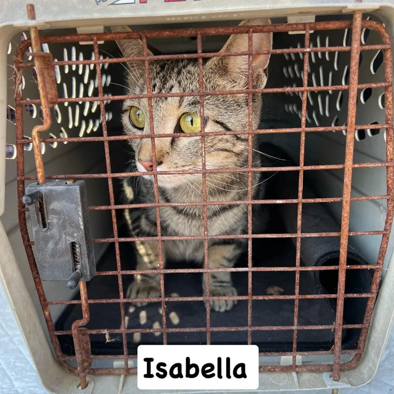 An adult medium-sized female Brown / Chocolate Domestic Short Hair cat named Isabella for adoption in Philadelphia, PA