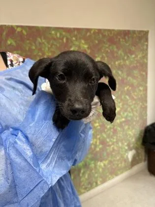 A young small-sized female Shepherd dog named Elektra for adoption in San Antonio, TX
