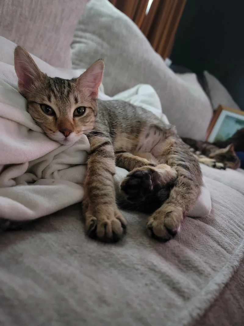 A baby small-sized female Tabby (Brown / Chocolate) Domestic Short Hair cat named Poptart for adoption in Indianapolis, IN