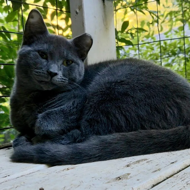 A baby medium-sized male Domestic Short Hair cat named Smokey for adoption in Columbia, SC