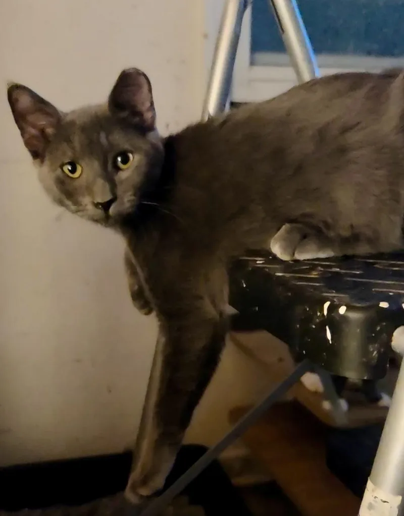 Smokey thumbnail 2