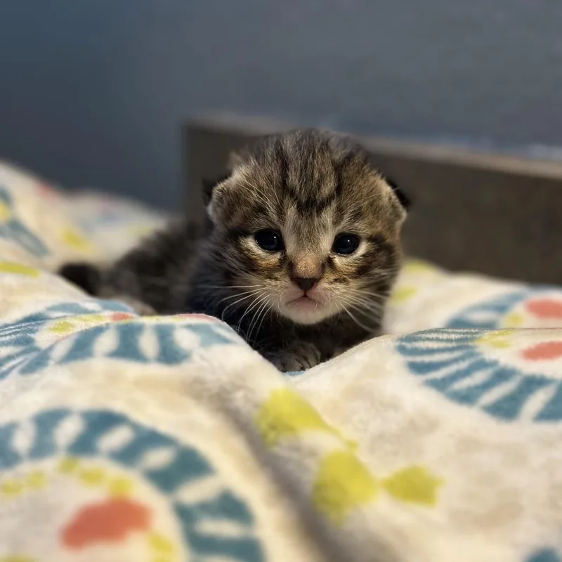 A baby small-sized male Black Domestic Short Hair cat named Pendant for adoption in Kanab, UT