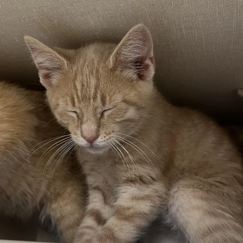 A baby small-sized male Orange / Red Domestic Short Hair cat named Butternut for adoption in Mentor, OH