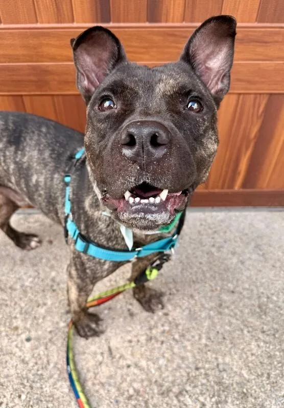 An adult large-sized male Brindle Mixed Breed dog named Chris Brady for adoption in Cincinnati, OH