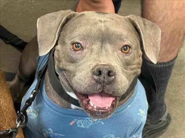 An adult medium-sized female Pit Bull Terrier dog named Sushi for adoption in Chatsworth, CA