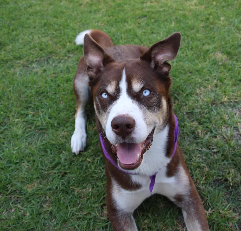 An adult medium-sized male Brown / Chocolate Shepherd dog named Rio for adoption in santa monica, CA