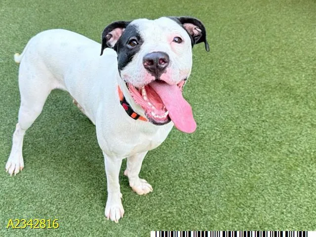A young large-sized male Mixed Breed dog named Hogie for adoption in West Palm Beach, FL
