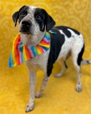 A young medium-sized male Australian Cattle Dog / Blue Heeler dog named Tank for adoption in Eagle, ID