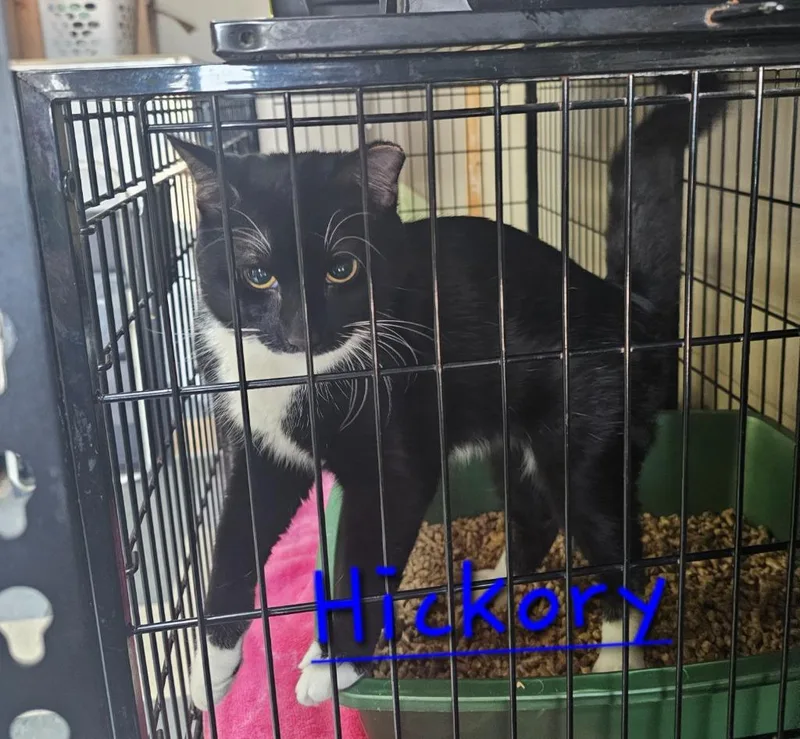 An adult medium-sized male Domestic Short Hair cat named Hickory for adoption in Jim Thorpe, PA