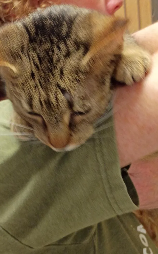 A young medium-sized female Domestic Short Hair cat named Arieanna for adoption in Windsor, CT