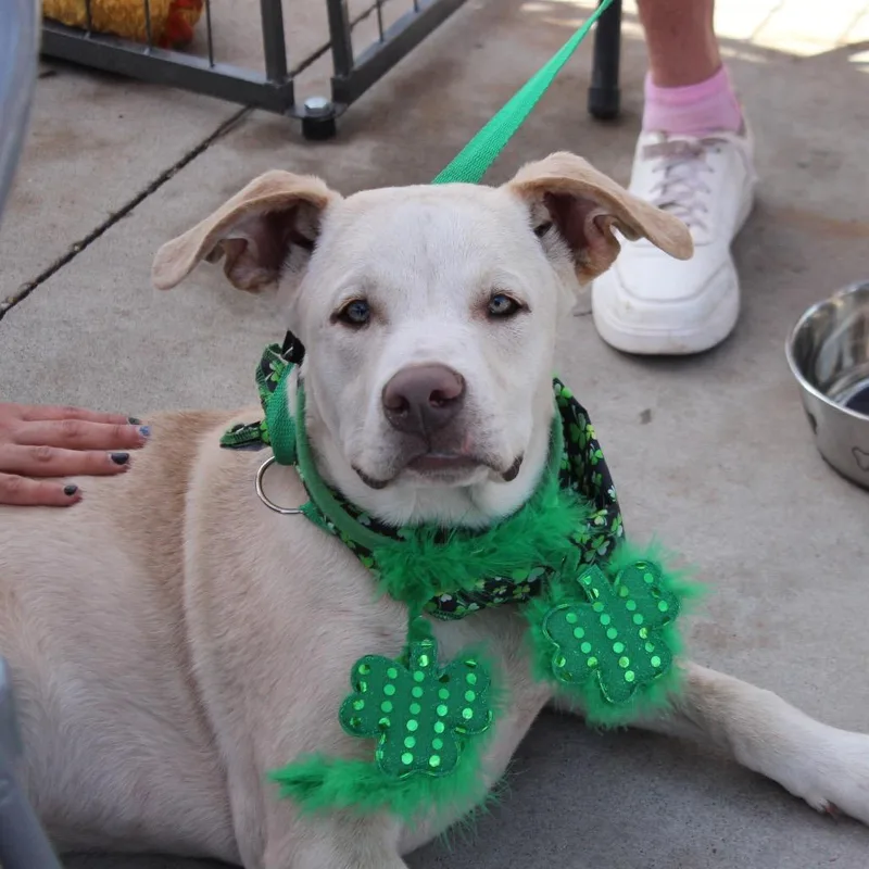 A young medium-sized male White / Cream Mixed Breed dog named SheldonMr. Grumps for adoption in Midland, TX