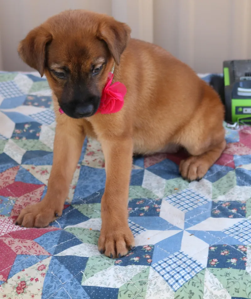 Priscilla "Prissy"