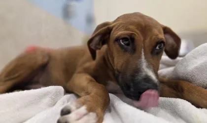 A baby small-sized male Hound dog named Pluto for adoption in Honolulu, HI