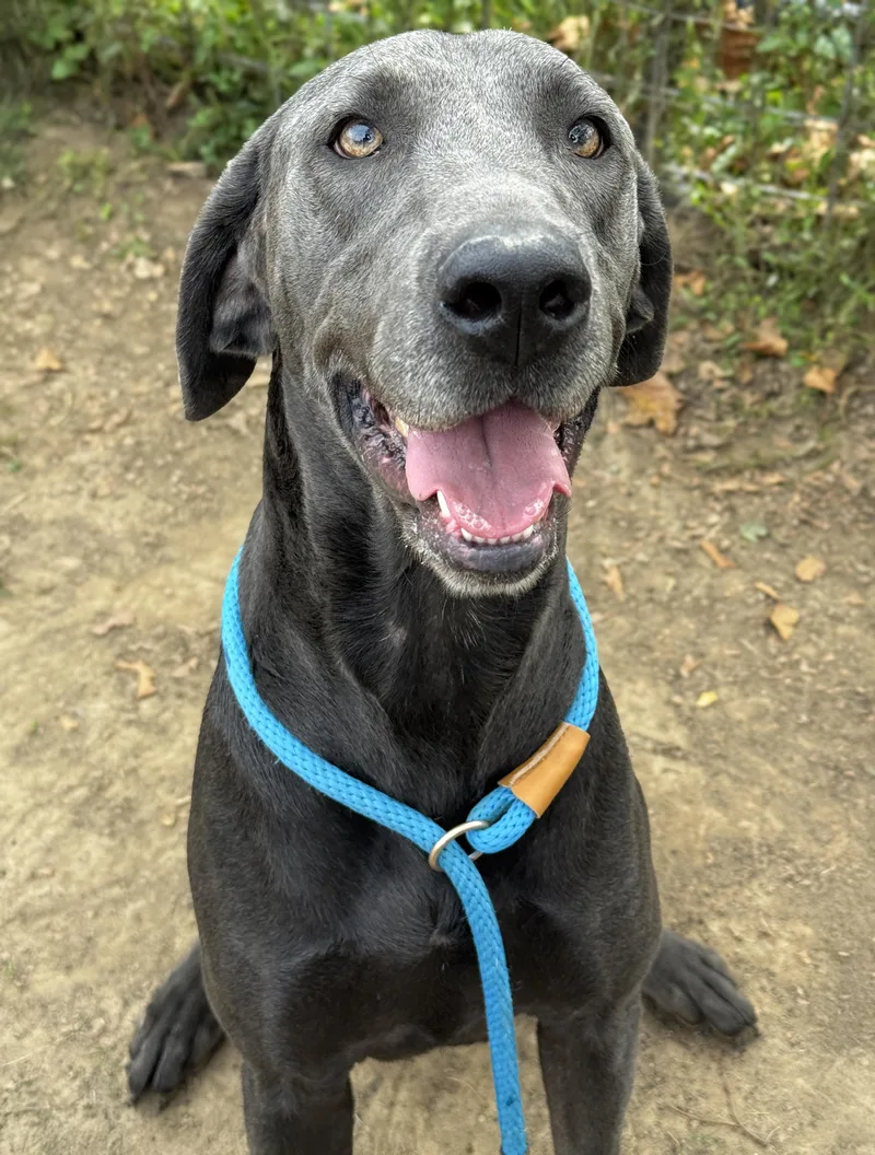 An adult large-sized female Great Dane dog named Daisy for adoption in Anderson, IN