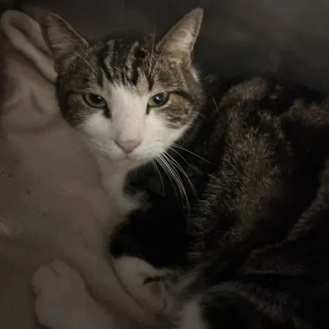 An adult large-sized male Domestic Short Hair cat named Bingham for adoption in Blairsville, GA