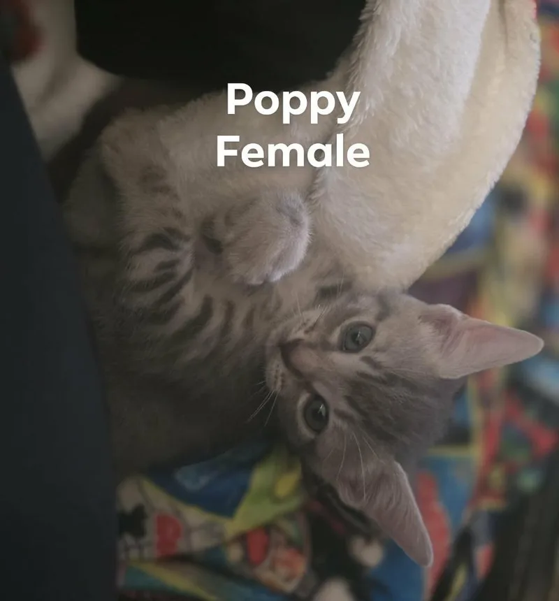 A baby small-sized female Domestic Short Hair cat named Poppy for adoption in Darien, GA