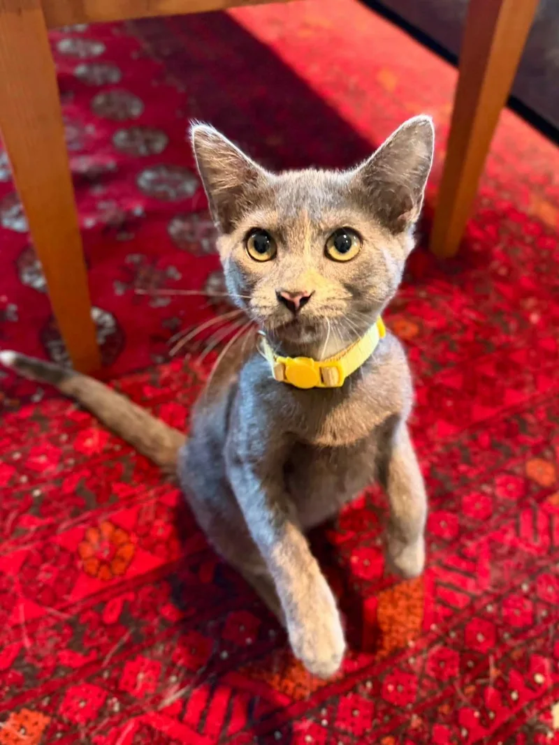 A baby medium-sized female Dilute Tortoiseshell Domestic Short Hair cat named Dior for adoption in Houston, TX