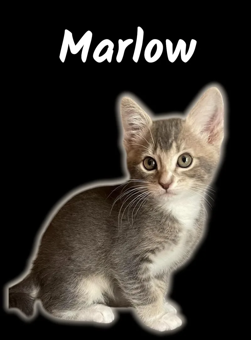 A baby small-sized male Tabby (Gray / Blue / Silver) Domestic Short Hair cat named Marlow for adoption in Auburn, CA