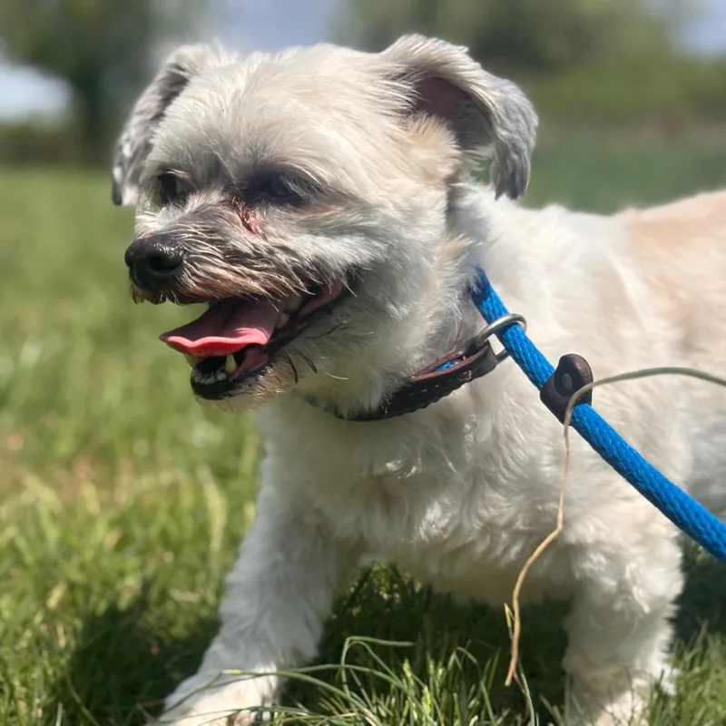 An adult small-sized male White / Cream Bichon Frise dog named Jude for adoption in York, PA