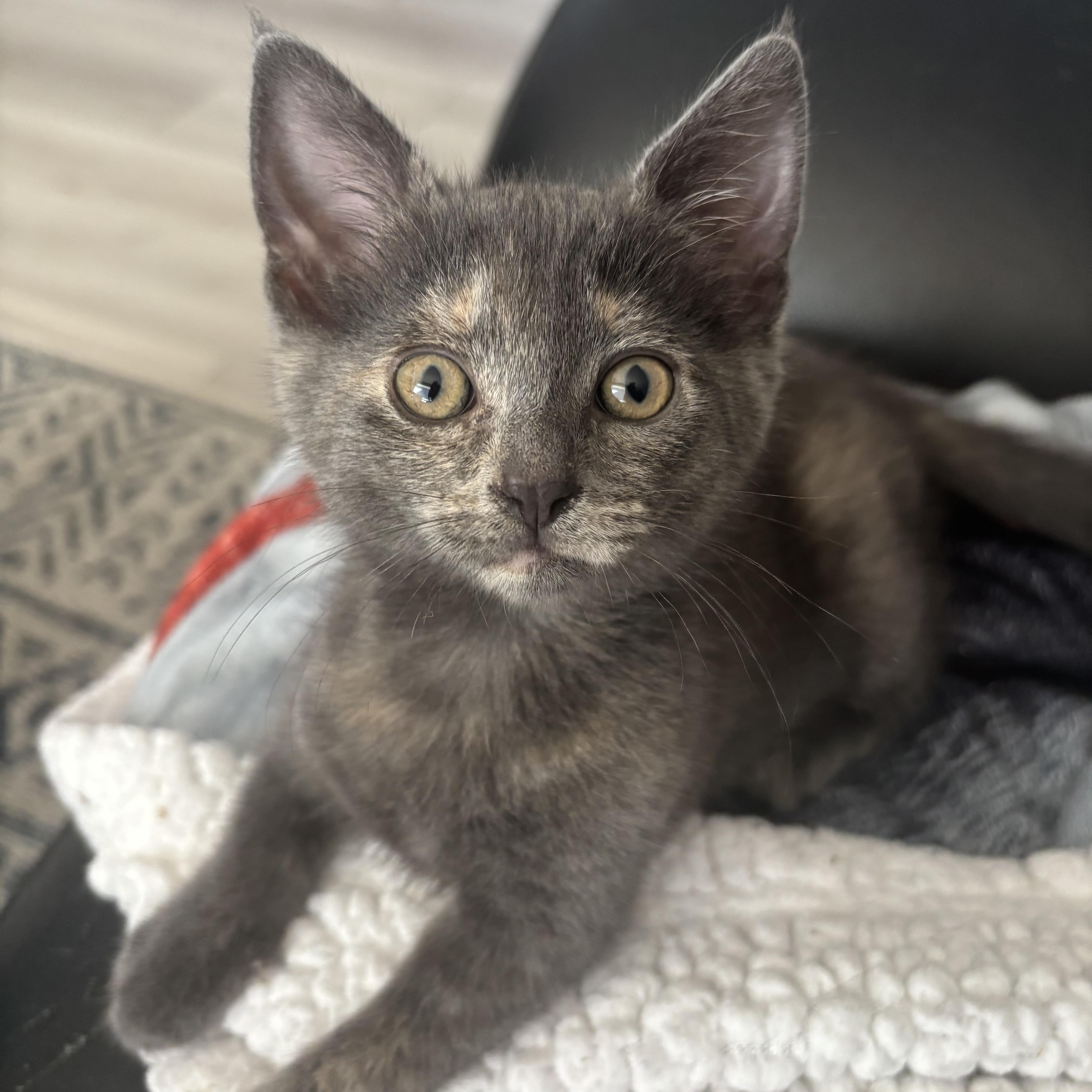 A baby small-sized female Dilute Tortoiseshell Domestic Short Hair cat named Crescent for adoption in Renton , WA