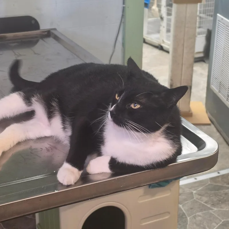 An adult large-sized female Black & White / Tuxedo Tuxedo cat named Domino for adoption in Albany, NY