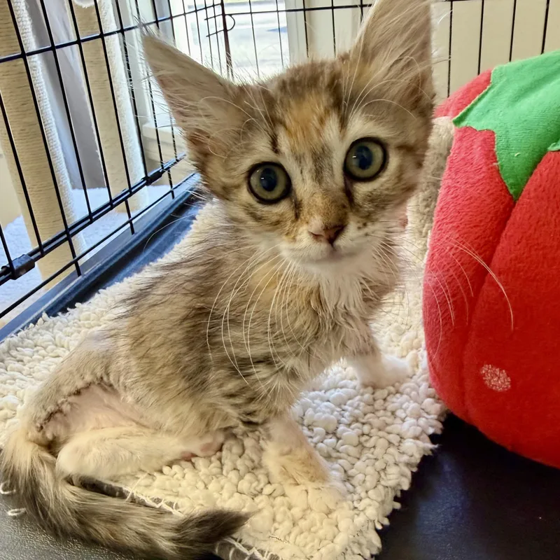 A baby medium-sized female Dilute Calico Domestic Medium Hair cat named Quinn for adoption in Mount Rainier, MD