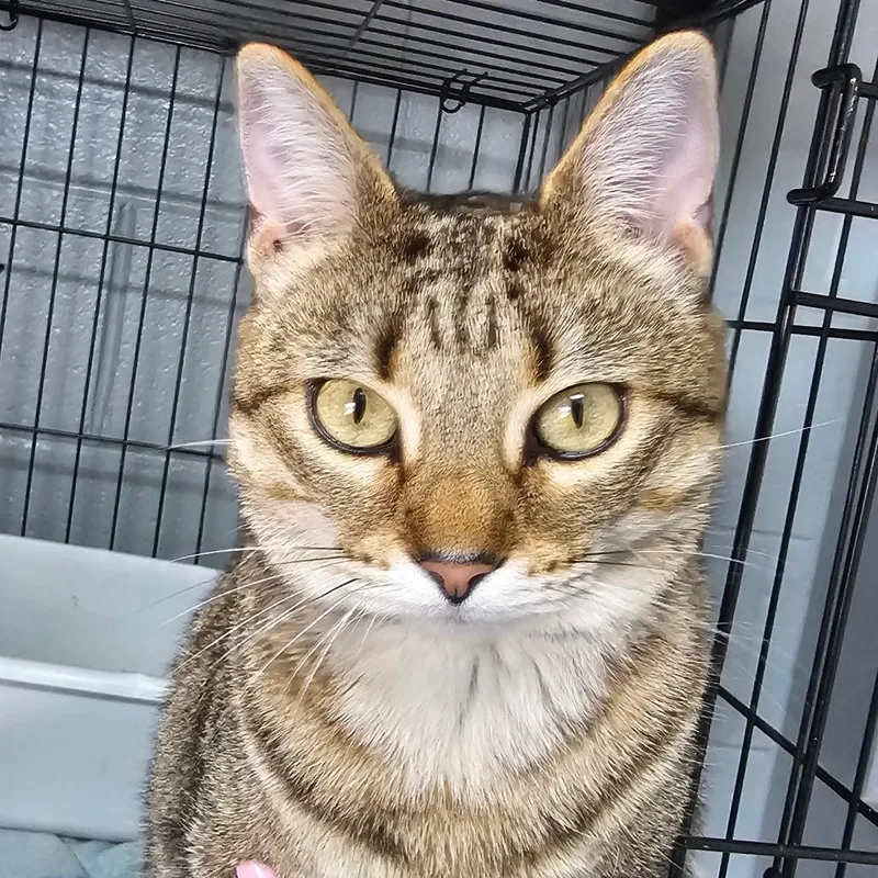 An adult large-sized female Buff / Tan / Fawn Domestic Short Hair cat named Sookie for adoption in Jefferson city, TN