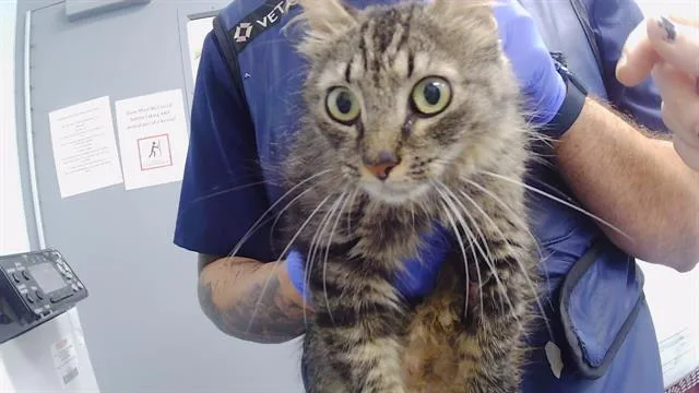 An adult small-sized female American Curl cat named Sienna for adoption in Charlotte, NC
